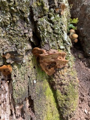 Fuscoporia gilva