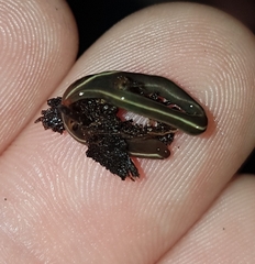 Caenoplana