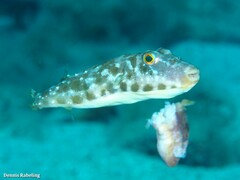 Sphoeroides marmoratus