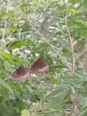Euploea core