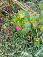 Mirabilis jalapa