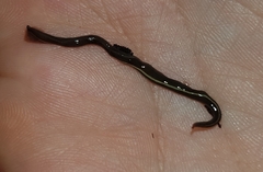 Caenoplana