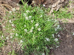 Lobularia maritima maritima
