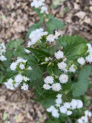 Ageratina herbacea