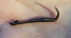 Caenoplana