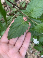 Ageratina herbacea