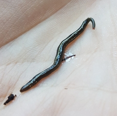 Caenoplana