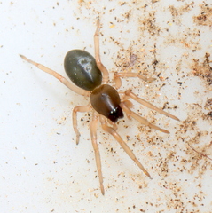 Trachelidae