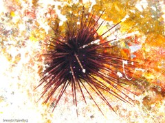 Centrostephanus longispinus