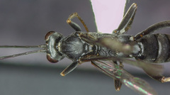 Nippocryptus vittatorius