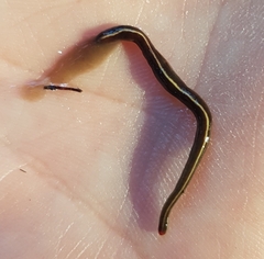 Caenoplana