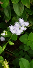 Eupatorieae