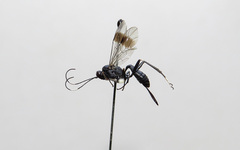 Nippocryptus vittatorius