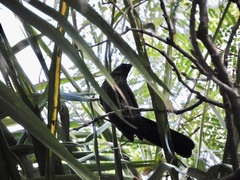 Melanotis caerulescens