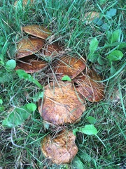 Suillus collinitus