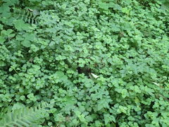 Chrysosplenium glechomifolium