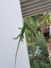 Anolis carolinensis
