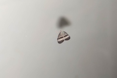 Ricaniidae