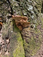 Fuscoporia gilva
