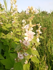 Althaea officinalis