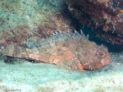 Scorpaena porcus