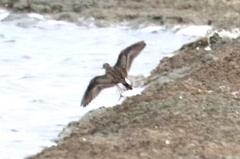 Calidris subminuta