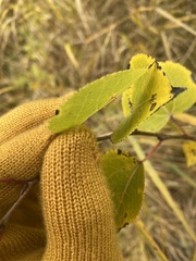 Harmandiola