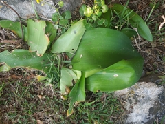 Haemanthus