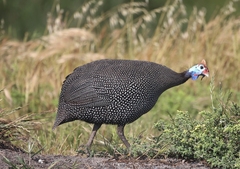Numida meleagris coronatus