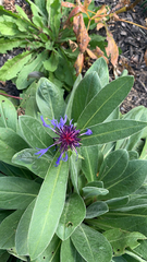 Centaurea montana