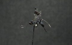 Nippocryptus vittatorius