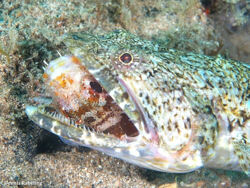 Madeira Scorpionfish, Las Palmas, ES-CN, ES, photo 9 of 10