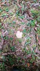 Caloboletus rubripes