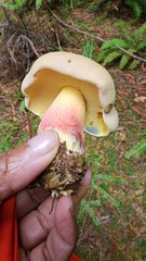 Caloboletus rubripes