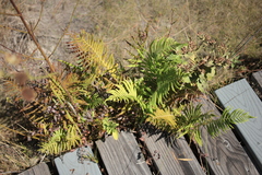 Thelypteridaceae