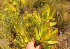 Leucadendron laureolum