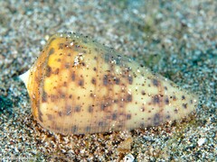 Conus canariensis
