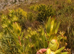 Leucadendron laureolum
