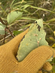 Harmandiola