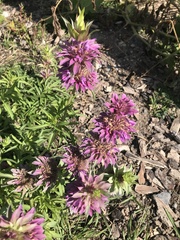 Monarda punctata