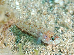 Vanneaugobius canariensis