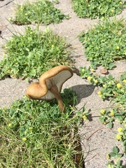 Infundibulicybe squamulosa