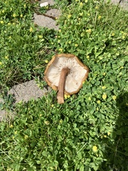 Infundibulicybe squamulosa