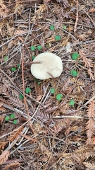 Caloboletus rubripes