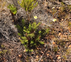 Ursinia dentata