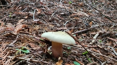 Caloboletus rubripes