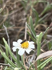 Acoloithus falsarius
