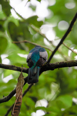 Trogon massena