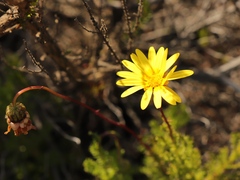 Ursinia dentata