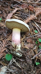 Caloboletus rubripes